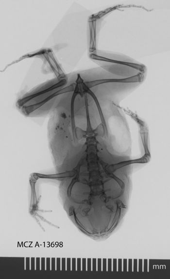 Media type: image;   Herpetology A-13698